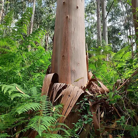 Apartment Estrella De