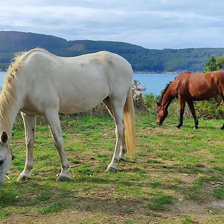 Estrella De Daire O Vicedo