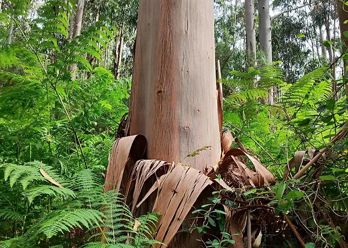 Apartament Estrella De