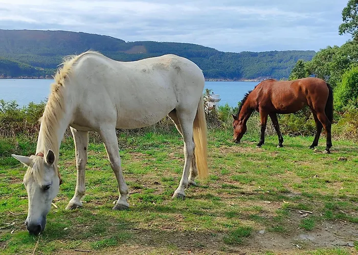 Estrella De Daire O Vicedo